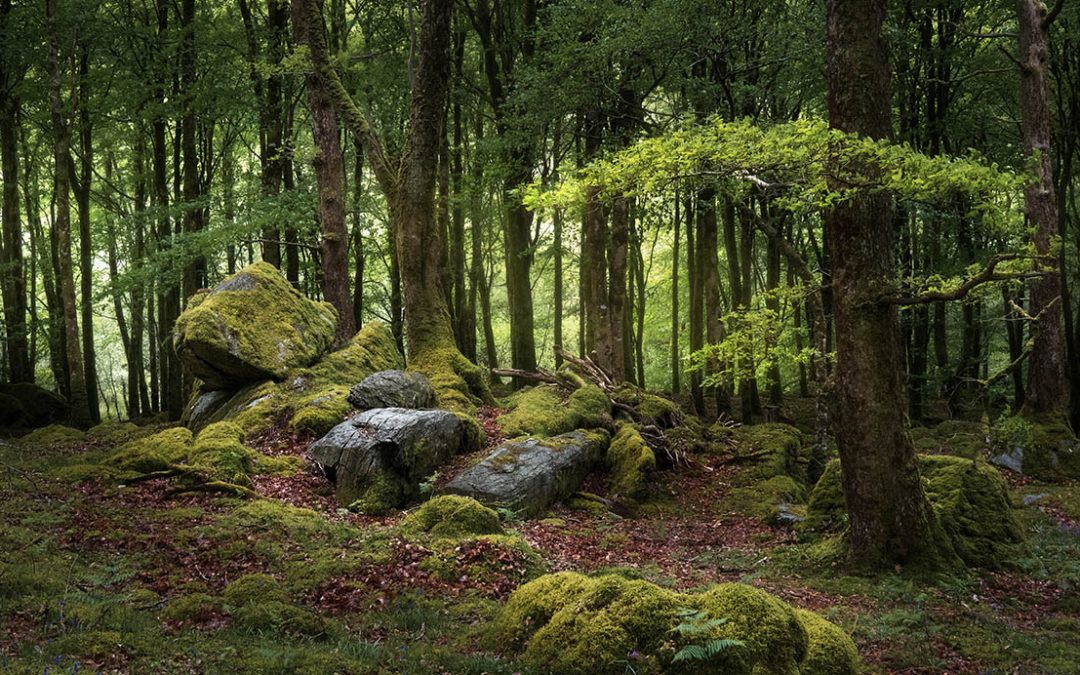 Meeting Woodland Trust Wales and Rivers Trust