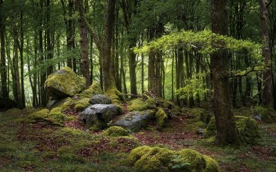 Meeting Woodland Trust Wales and Rivers Trust