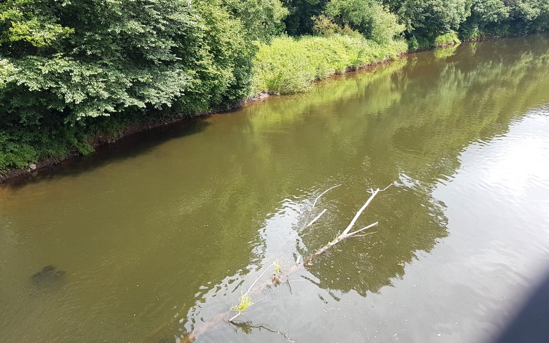 Plight of Rivers Becoming a Priority For Welsh Government?