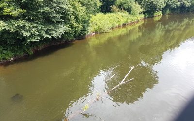 Plight of Rivers Becoming a Priority For Welsh Government?