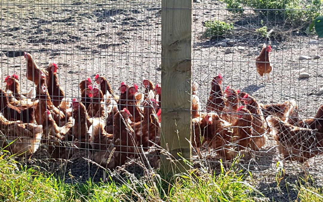 NRW Acknowledge Poultry Industry Is Damaging The Wye