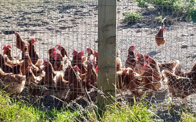NRW Acknowledge Poultry Industry Is Damaging The Wye