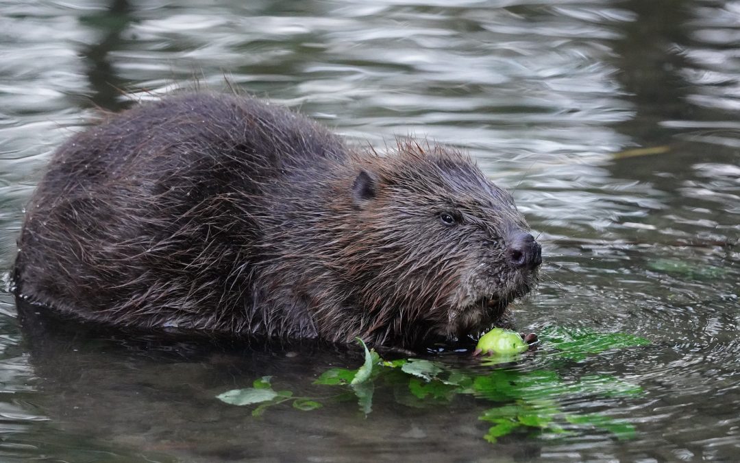 Legal Protection For Beavers