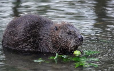 European Beaver Re-Introductions In Wales