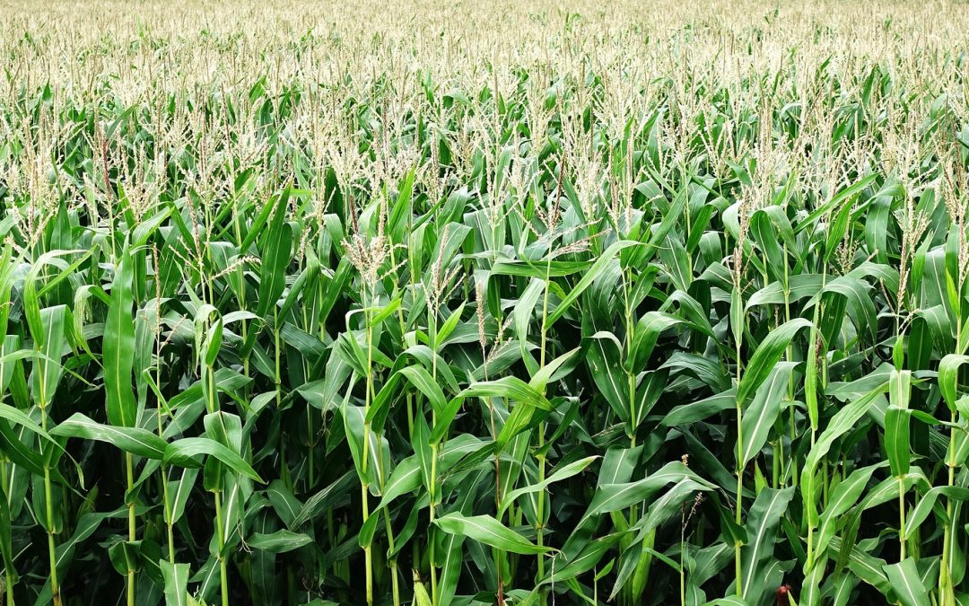 Crops to Feed AD Plants