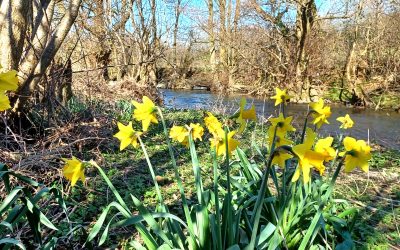 Chief Executive Blog – Spring 2023