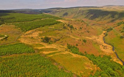 Change In Forestry Policy Needed To Save Salmon & Sewin