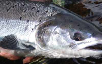 Desperate Plight Of Welsh Salmon and Sewin Raised In Senedd