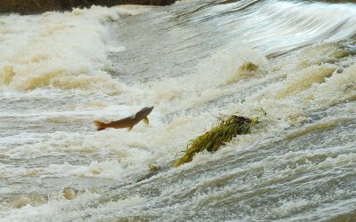 Celebrate World Fish Migration Day in South Wales
