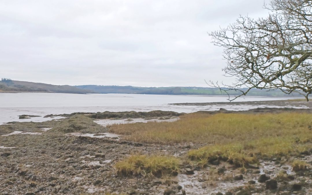 Welsh Water’s Plans To Reduce Phosphorus Entering Rivers