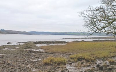 Welsh Water’s Plans To Reduce Phosphorus Entering Rivers