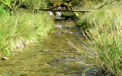 Will The Sustainable Farming Scheme Help Rivers?
