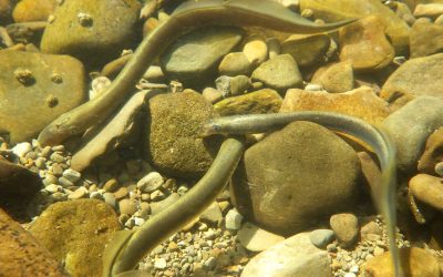 Eels In The Classrooms of South East Wales