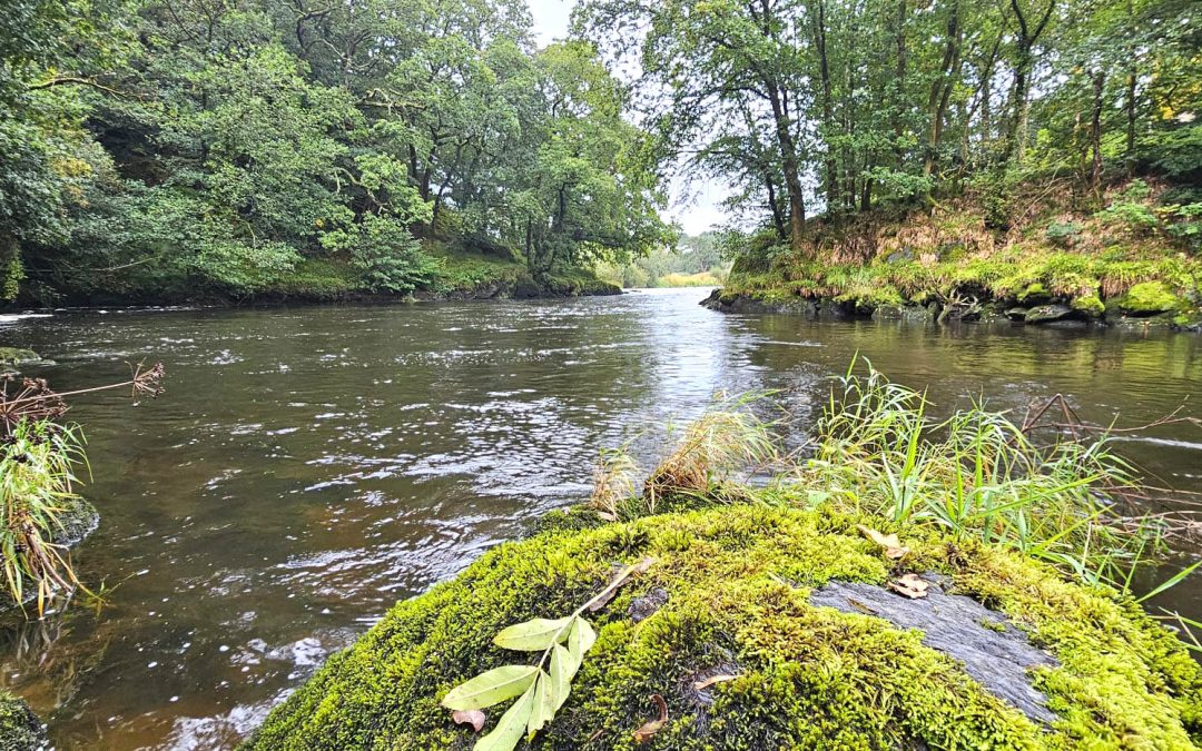 Afon Teifi