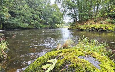 Afon Teifi