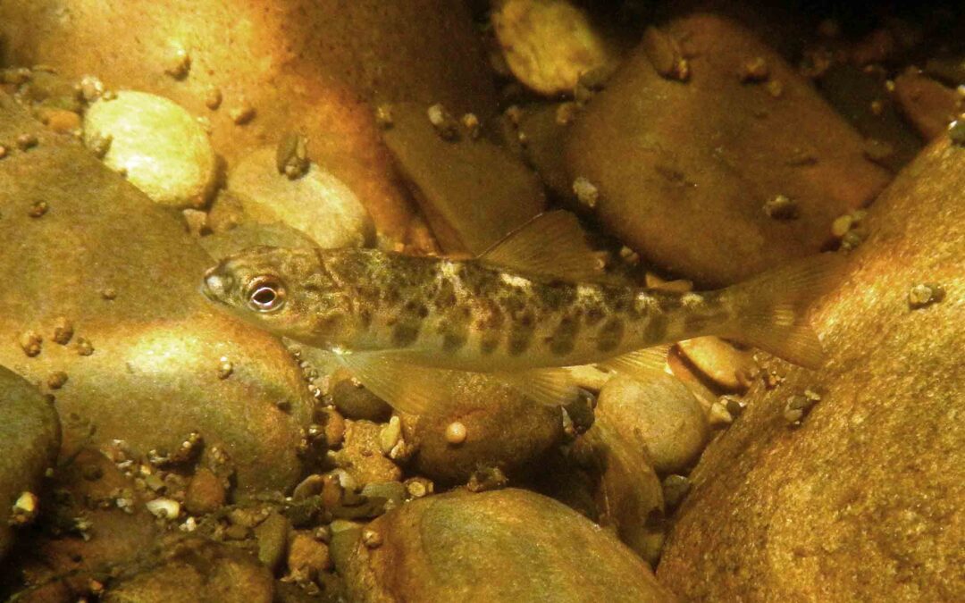 Restoring Ecology in the Afon Elan