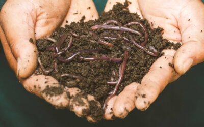 Healthy Soils For Healthy Rivers