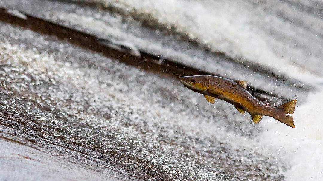 Welsh Water Barriers To Fish Migration Project