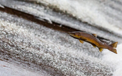 Welsh Water Barriers To Fish Migration Project