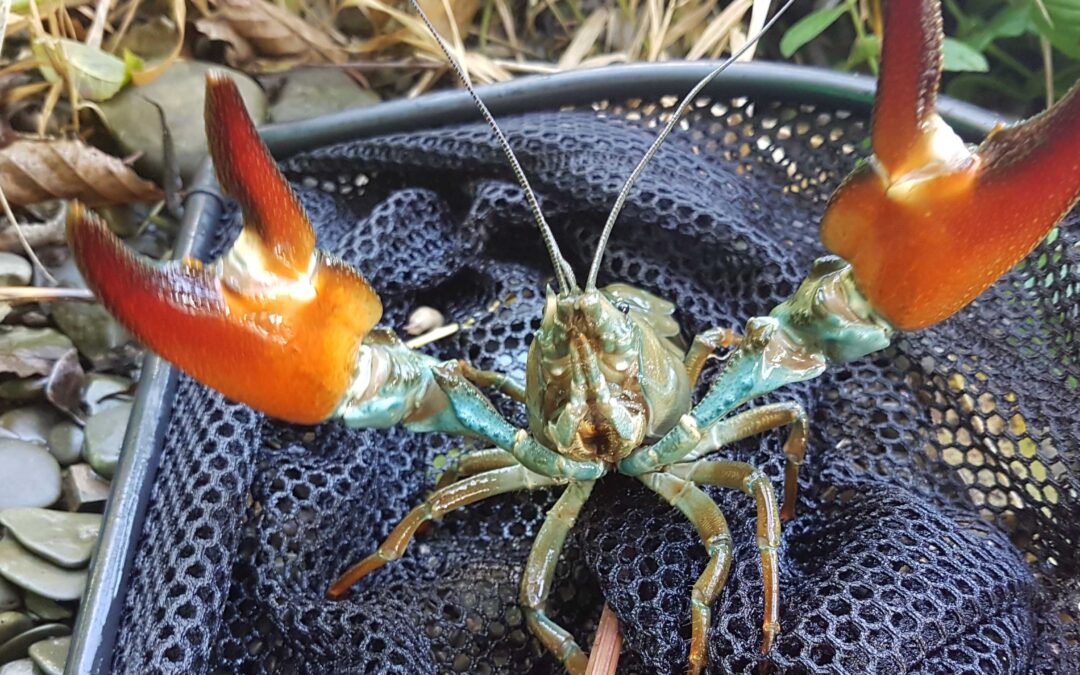Draft Pathway Action Plans (PAPs) for Invasive Non-native Species (INNS)