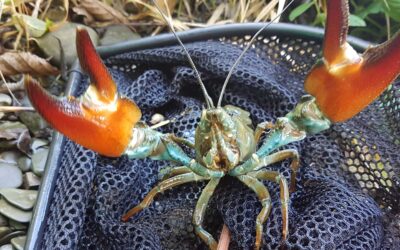 Draft Pathway Action Plans (PAPs) for Invasive Non-native Species (INNS)