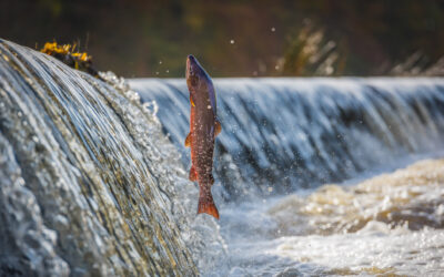 2024 Salmon Stock Assessment