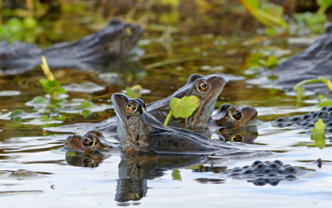 New Assessment For Wales’s Species And Habitats