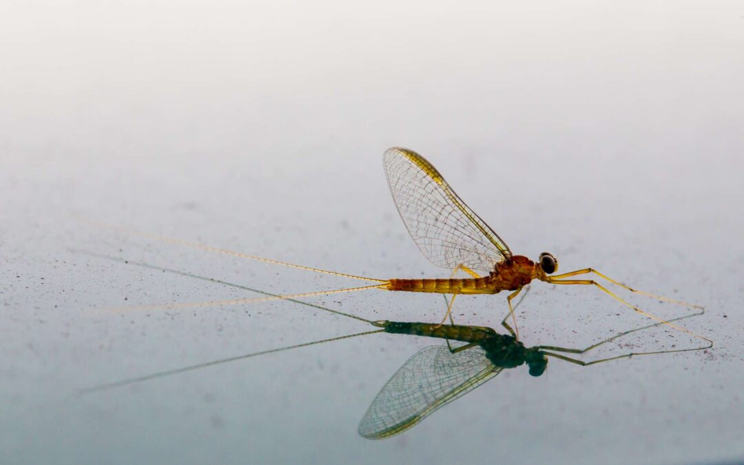 Accountability Is Key For Delivering Wales’s Biodiversity Targets