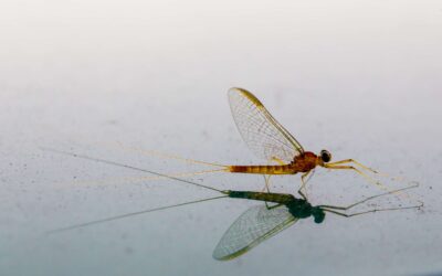 Accountability Is Key For Delivering Wales’s Biodiversity Targets