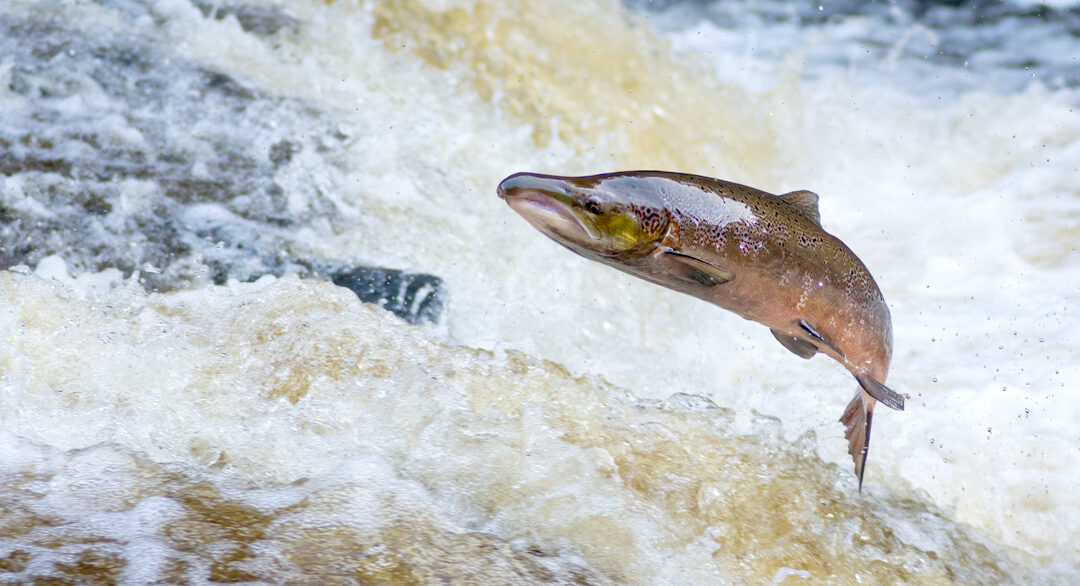 2025 Salmon Stock Assessment