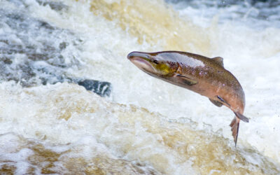2025 Salmon Stock Assessment
